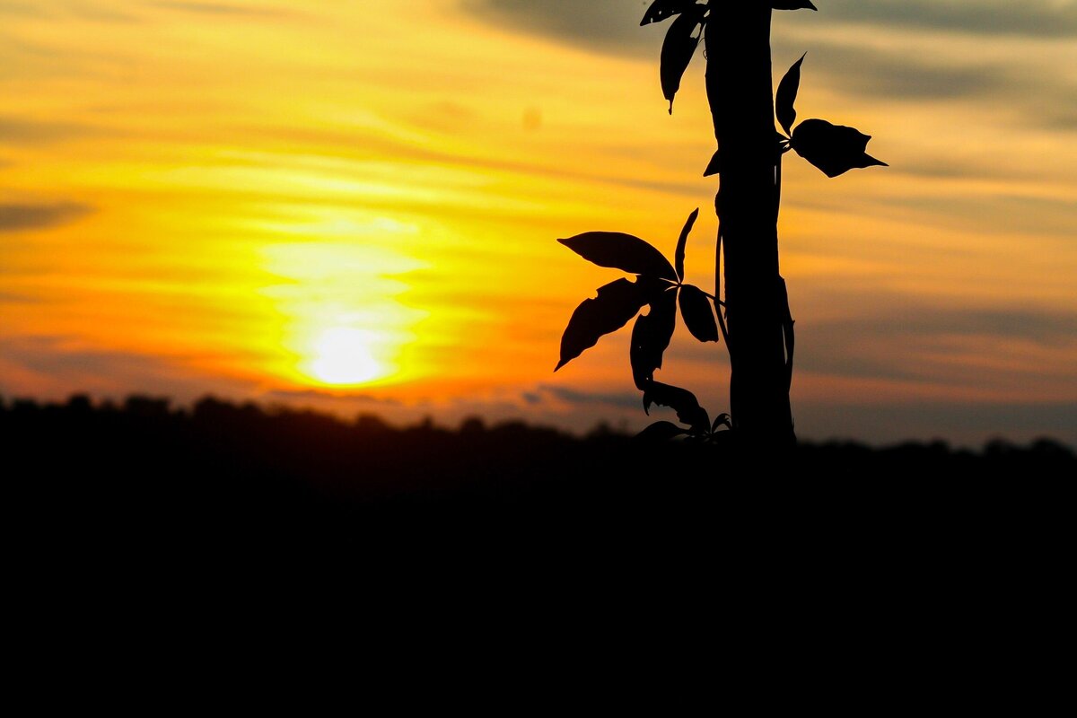 sunset-5dd12d0d-2500