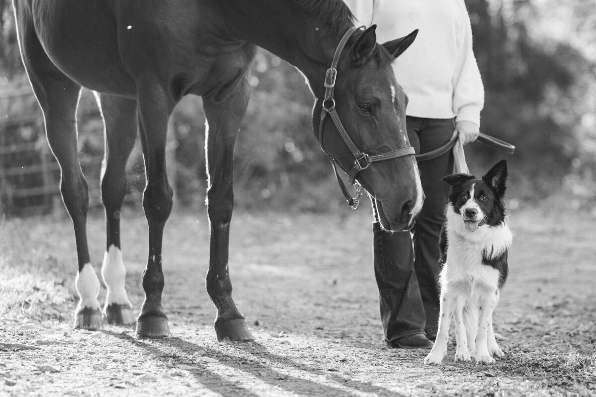 equestrian-photographer-saratoga-ny-148