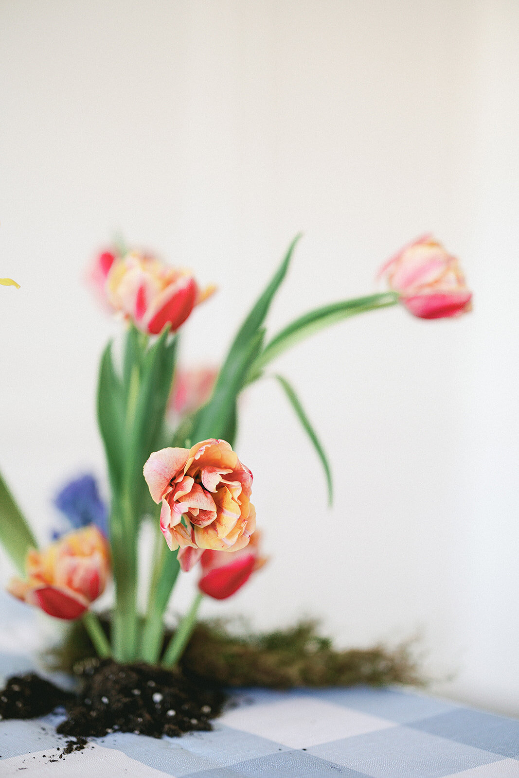 Belle-Event-Co-Elise-Filliccia-Photography-32