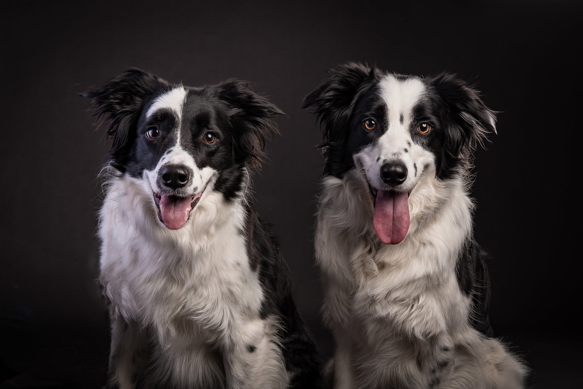 Studio portrait of two Border Collie Dogs on black background