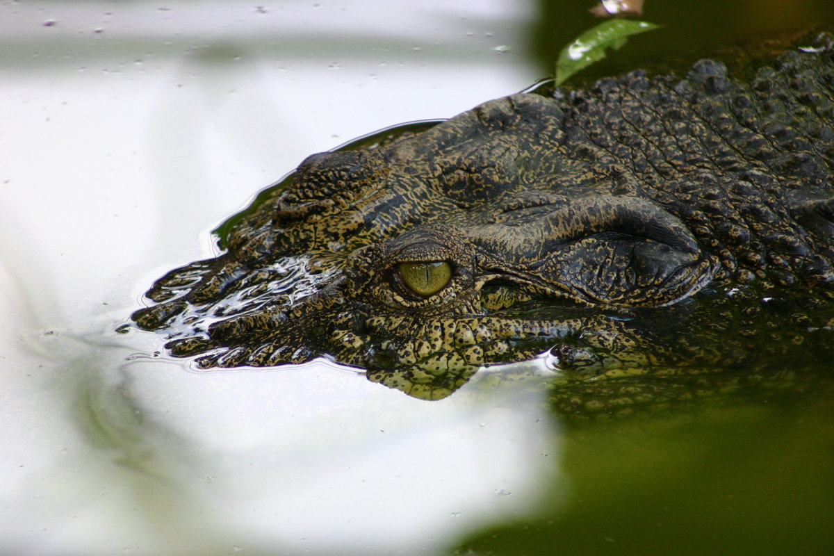 Crocodile - Sri Lanka IMG_0643