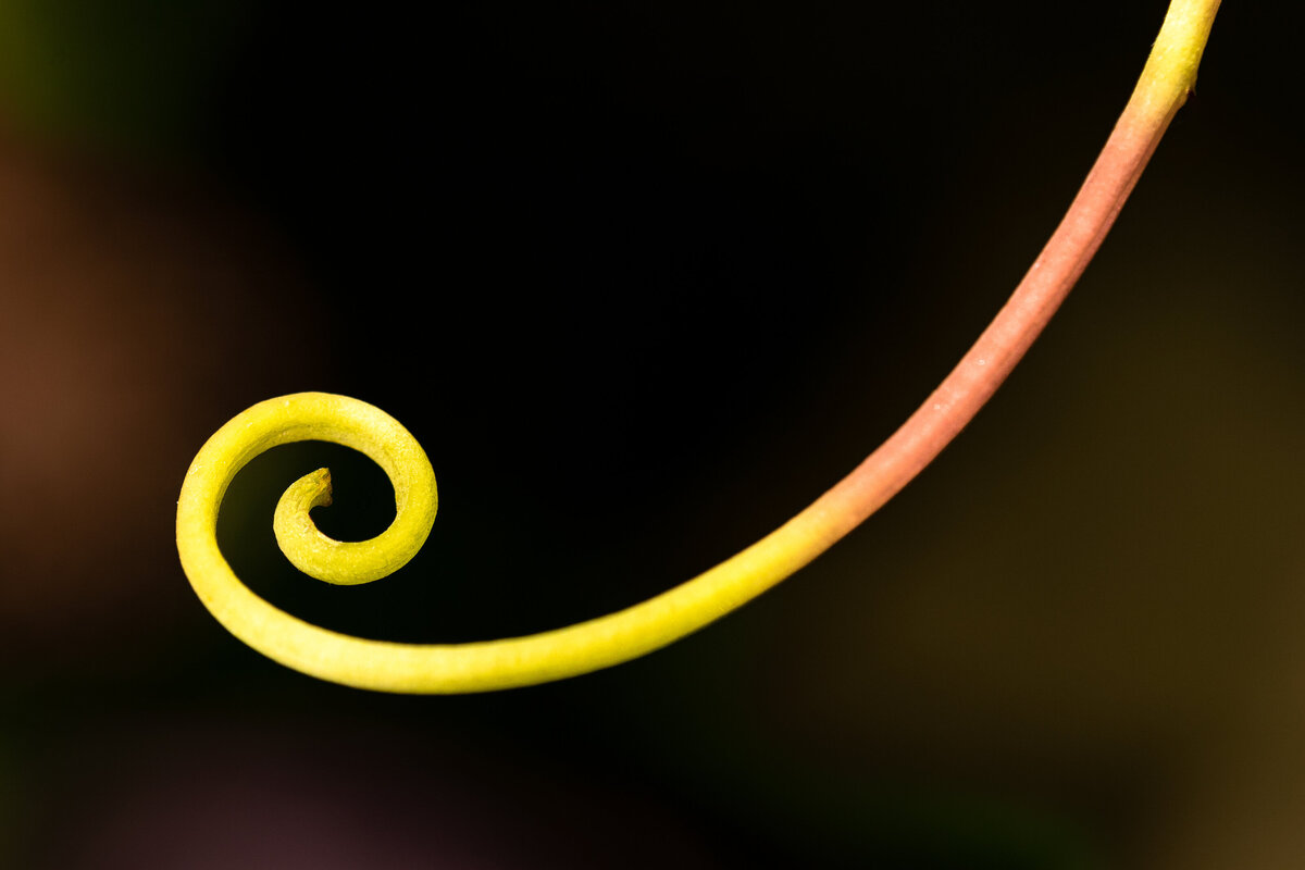 vine_curl_8599