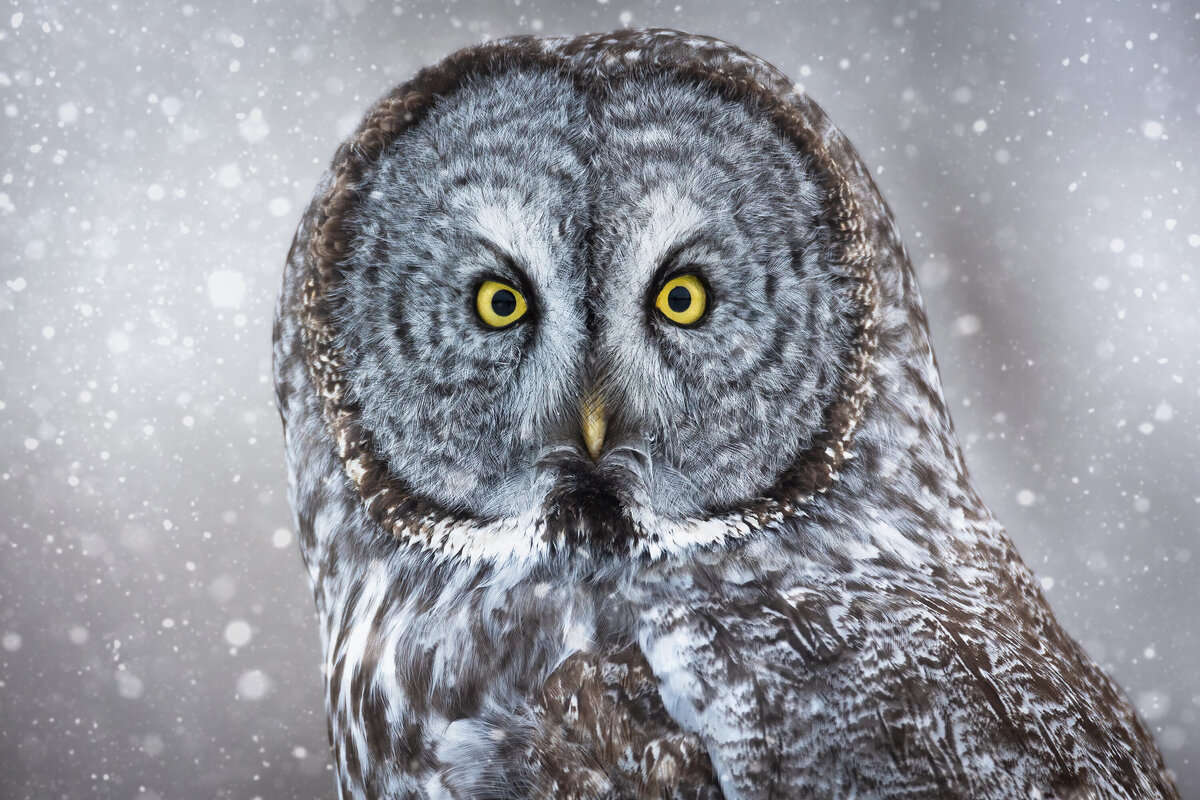 2022-12-Y3A9619-great-gray-owl-close-up-website