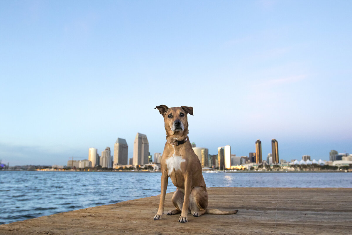 san_diego_pet_photography_1