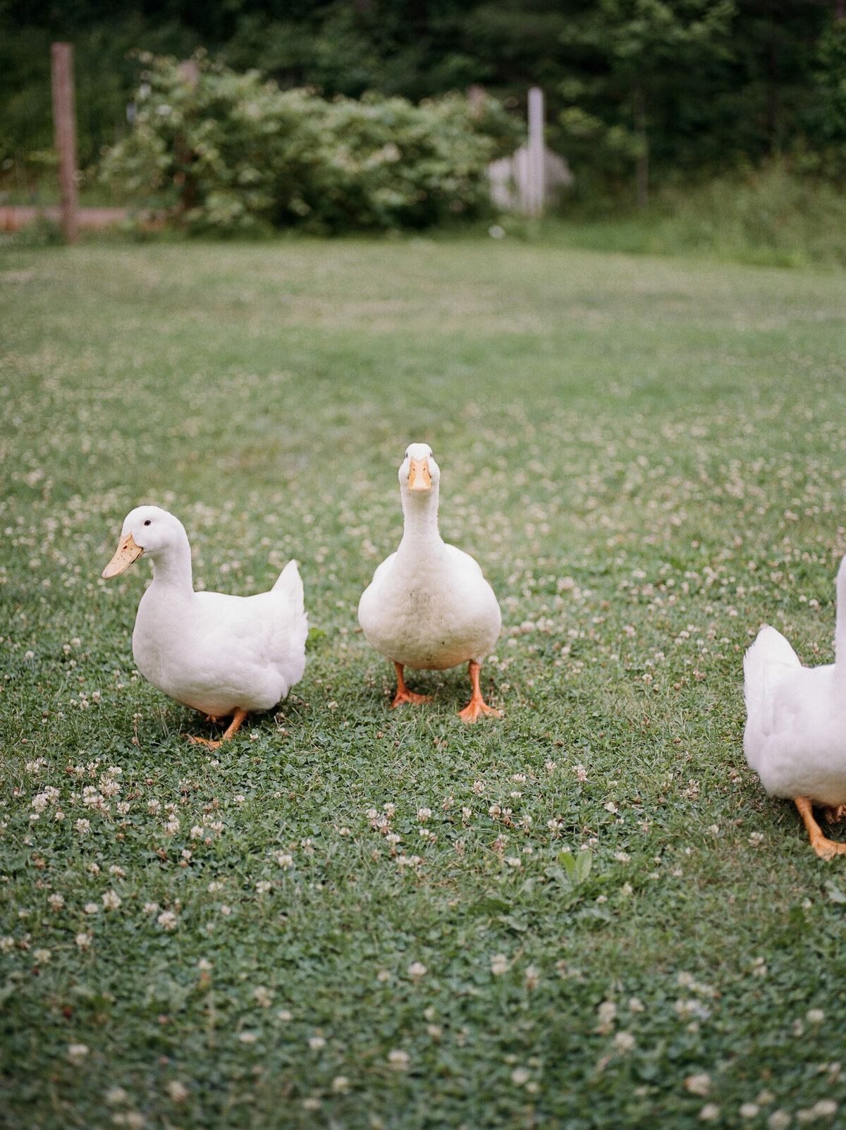 ducks, geese on grounds of Glass House Community, west Michigan wedding venue