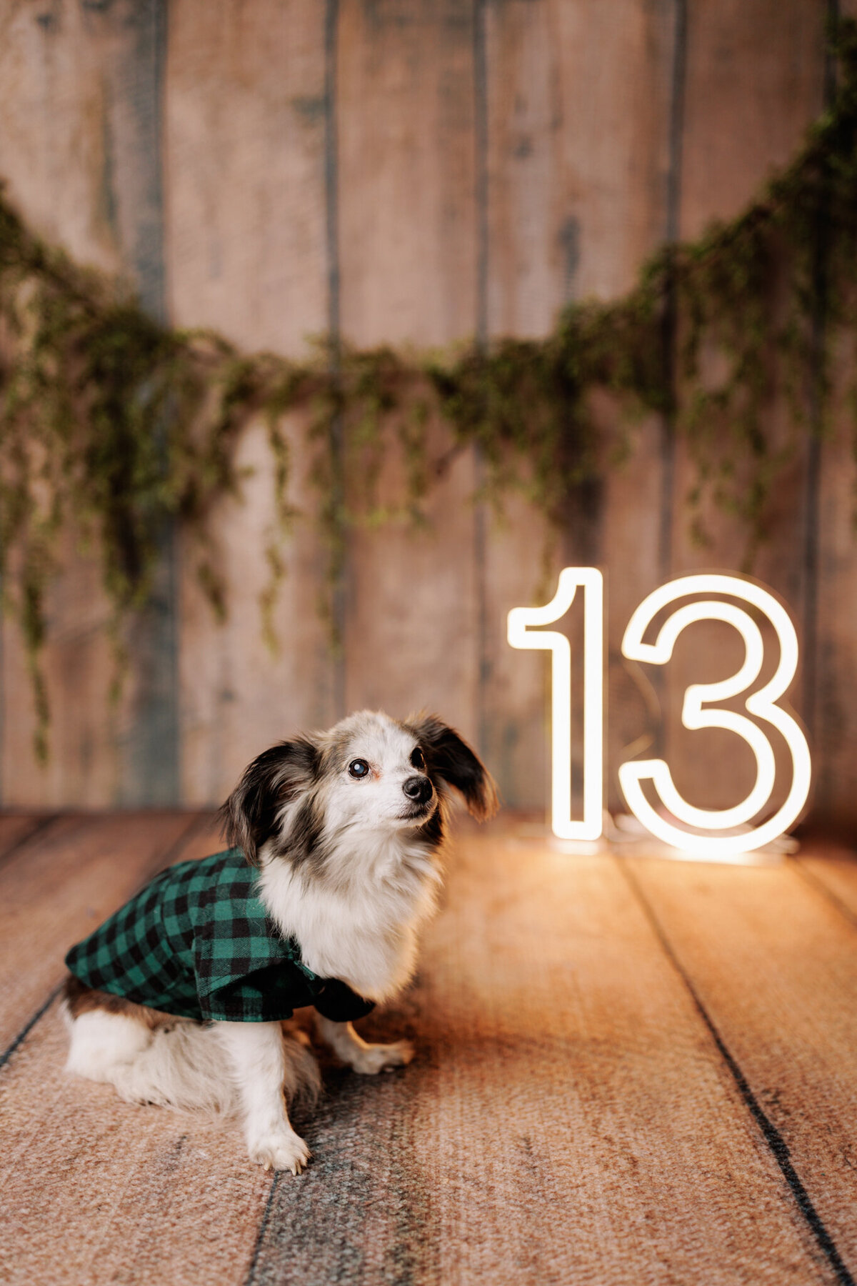 NW Arkansas pet photographer, dog photography NW Arkansas, pet photography near me