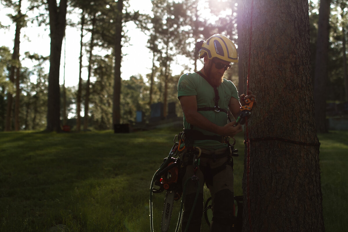 emergency-tree-cutting-south-dakota