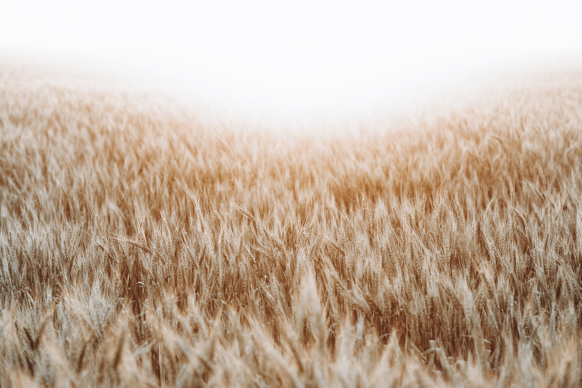 field of wheat