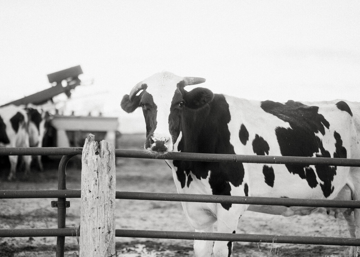 family_photography_at_the_Farm_ingersoll1