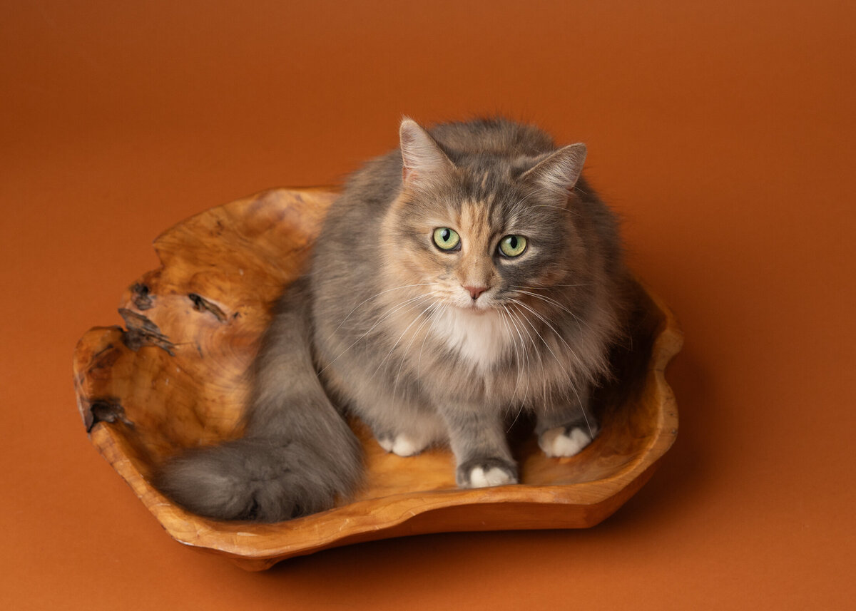 grey-bruce-owen-sound-photographer-pets-10