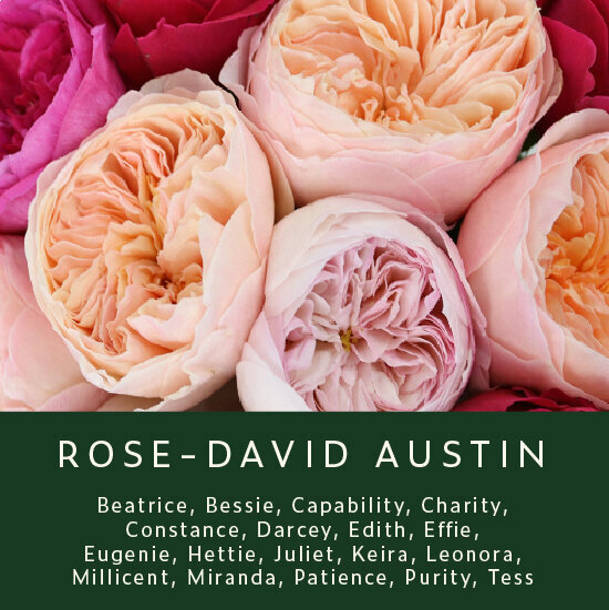 Rose-David-Austin