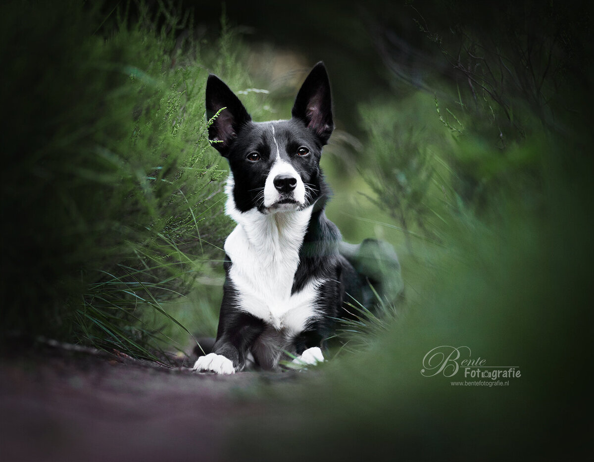 Fotograaf hond