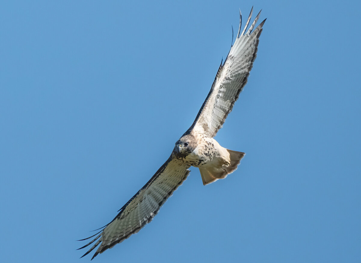 red tailed hawk 1.1-D