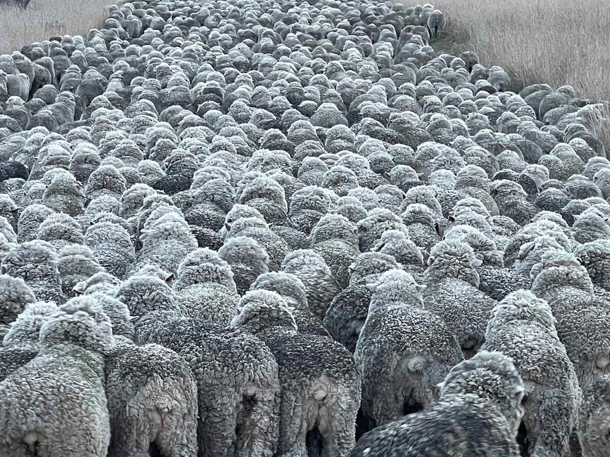 Wool Farming Genetics