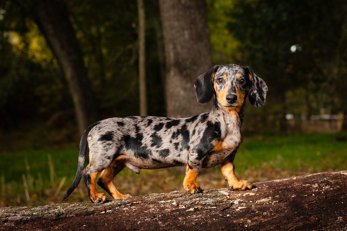 Best Dog Photographer in Sacramento County Small Weiner Dog posing on a log
