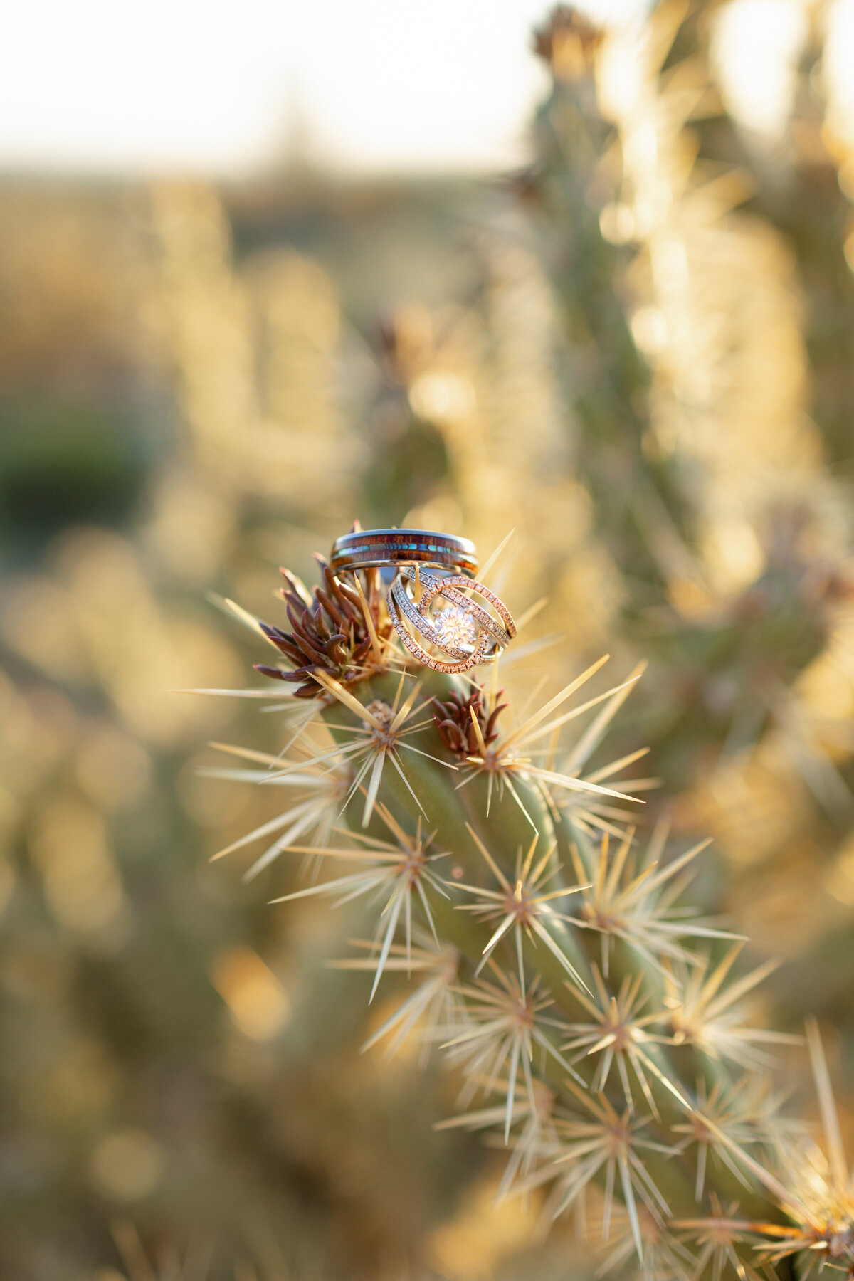 A close-up of wedding rings balanced delicately on a cactus spine, with golden sunlight casting a dreamy desert glow in the background.