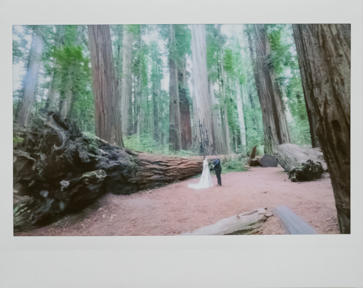 04-29-25_Redwood Elopement_PRPLLC-541