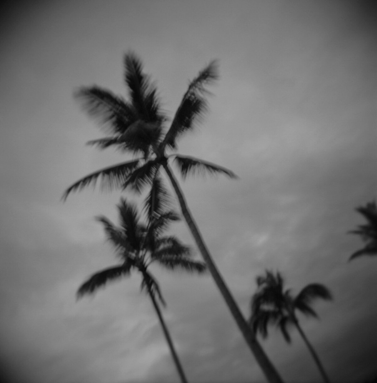 dani_toscano_kona-1_websize