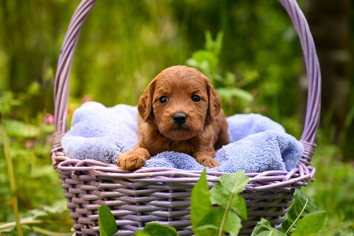 Heavenly Puppies to Love Cavapoo, Cockapoo, and Maltipoo Puppies Photo May 30 2024, 5 49 06 PM147