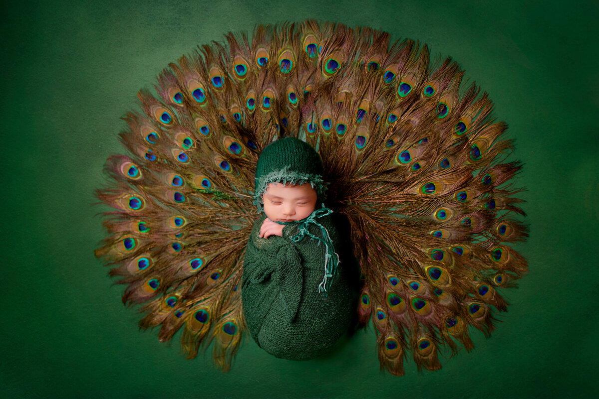 Peacock newborn portrait with a feathers, captured in Overland Park, Kansas. Ideal for families seeking holiday-themed newborn photography in the Kansas City metro area