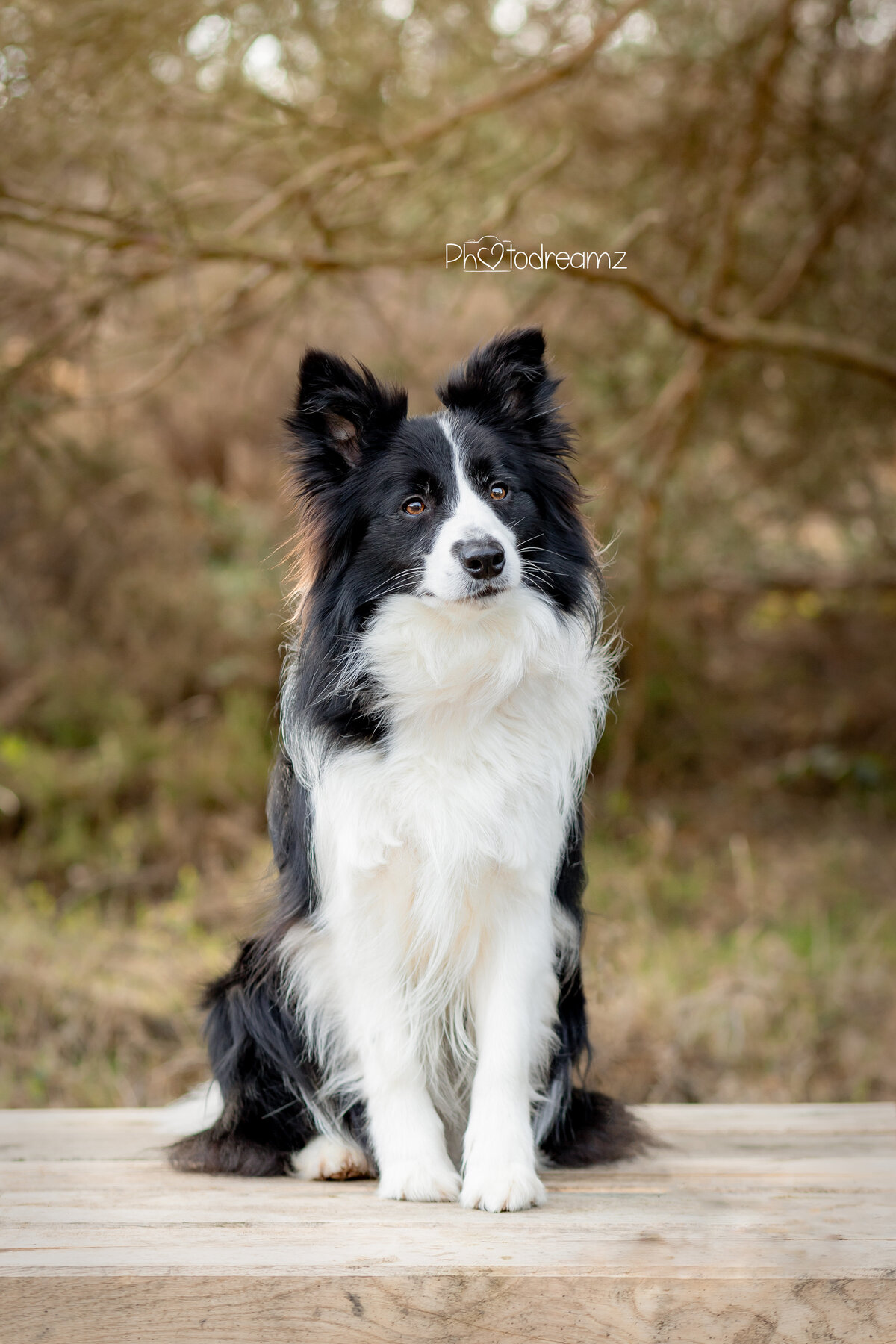 04-bordercollie-fotoshoot-limburg