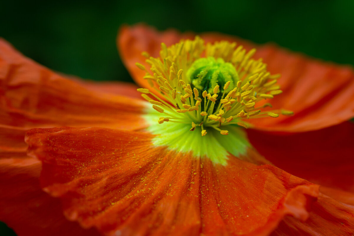anenome_0412_C1