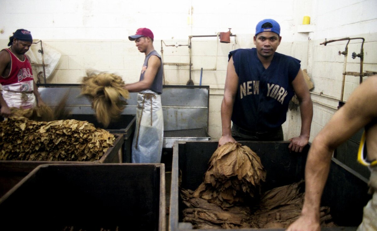 Man processes tobacco leaves at factory in La Romana DR