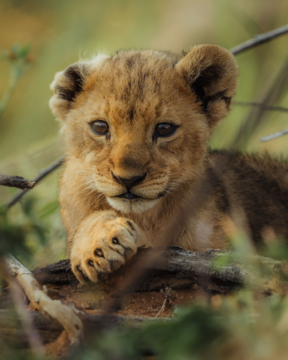118_baby cub lion_helloemilie