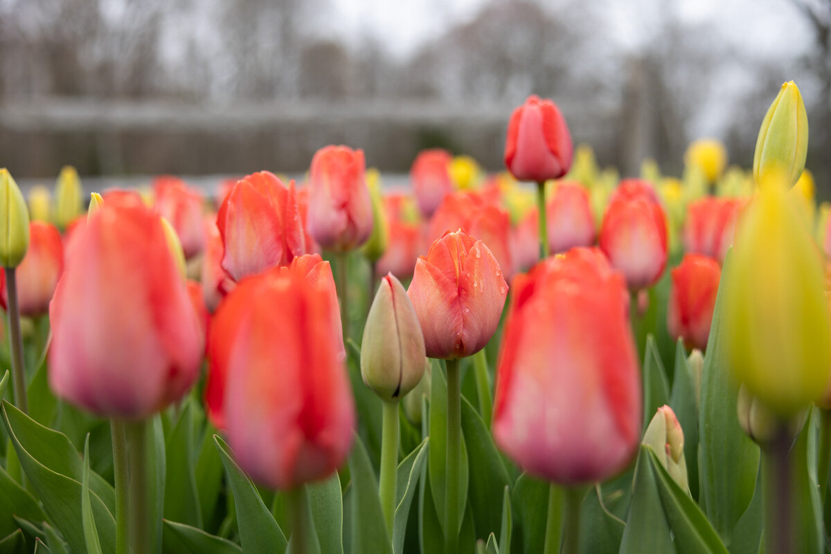 Blooms-Of-Lost-Acres-tulip-details
