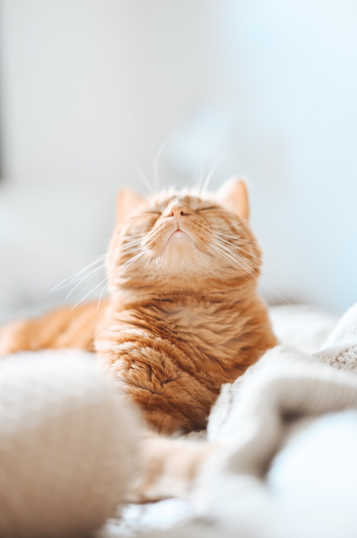gaelle-marcel-Qtg_270Aa_I-unsplash