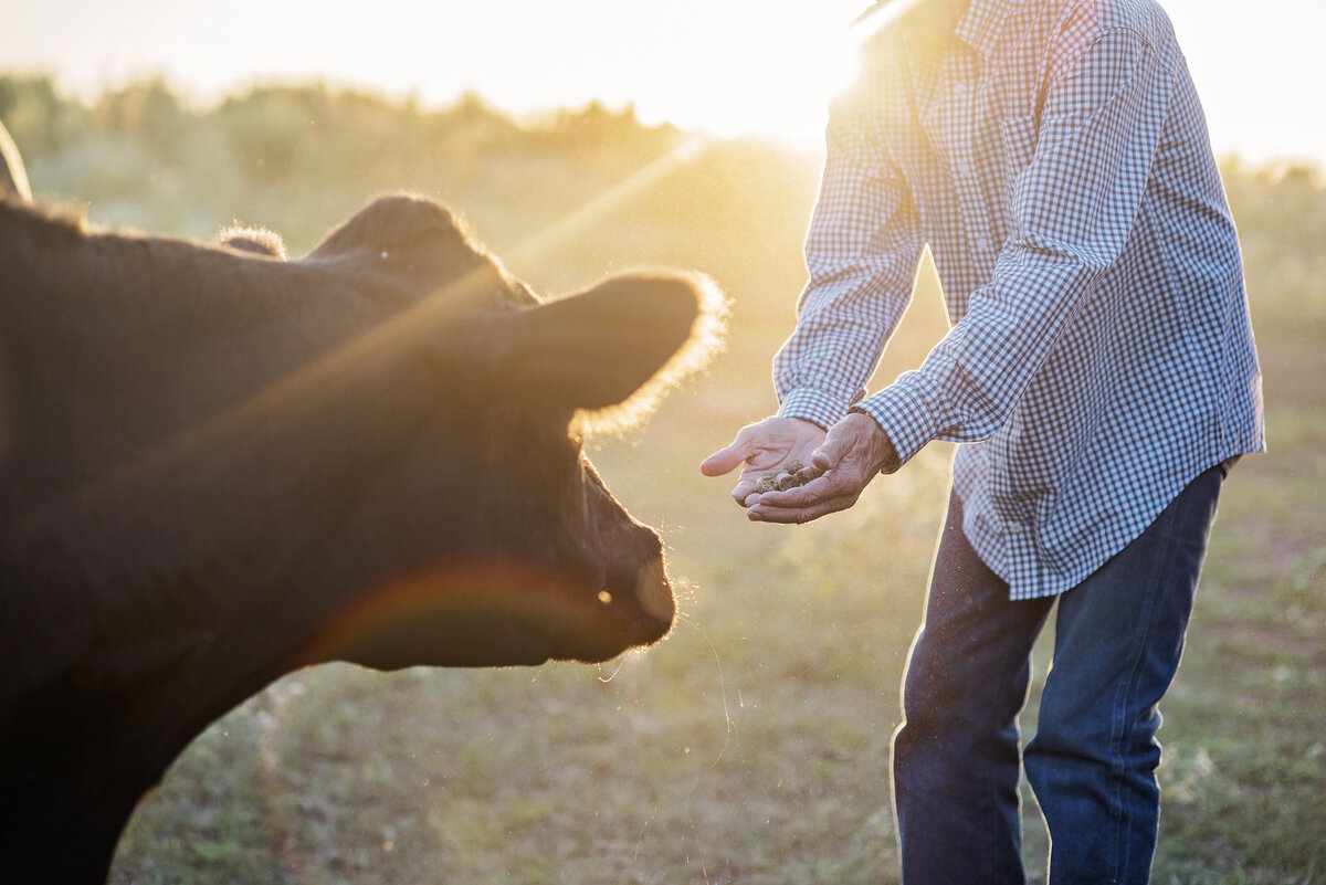 EASTERWOODCATTLE_CROWNB_00107