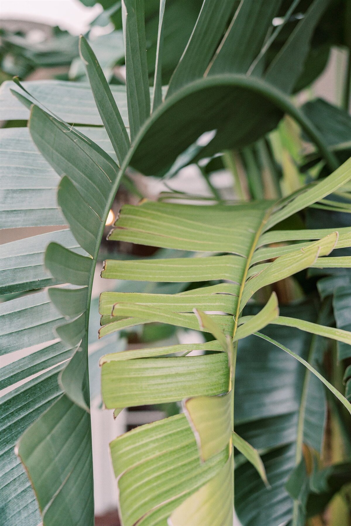 caroline & thomas wedding 1792