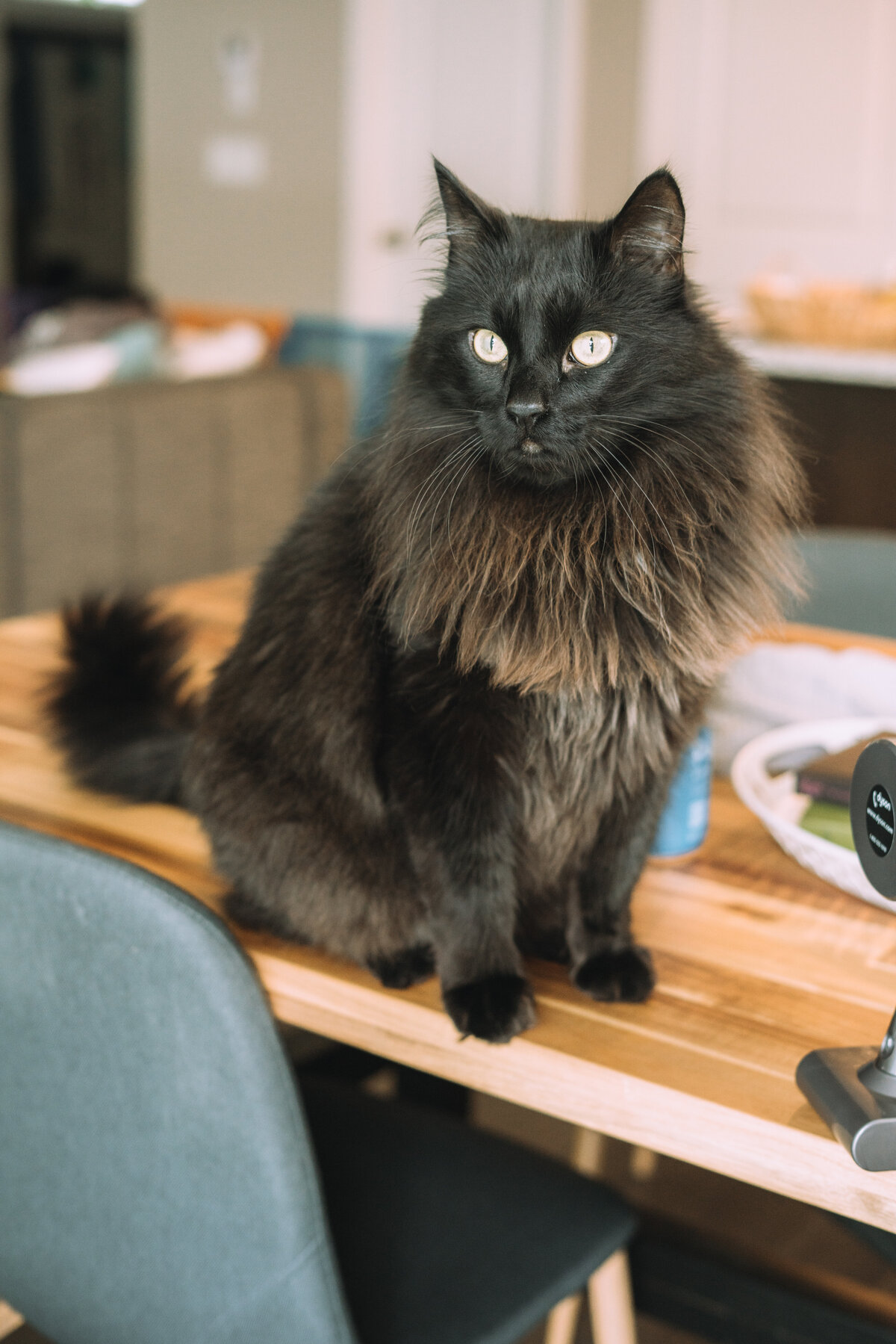 black long hair house cat oliver