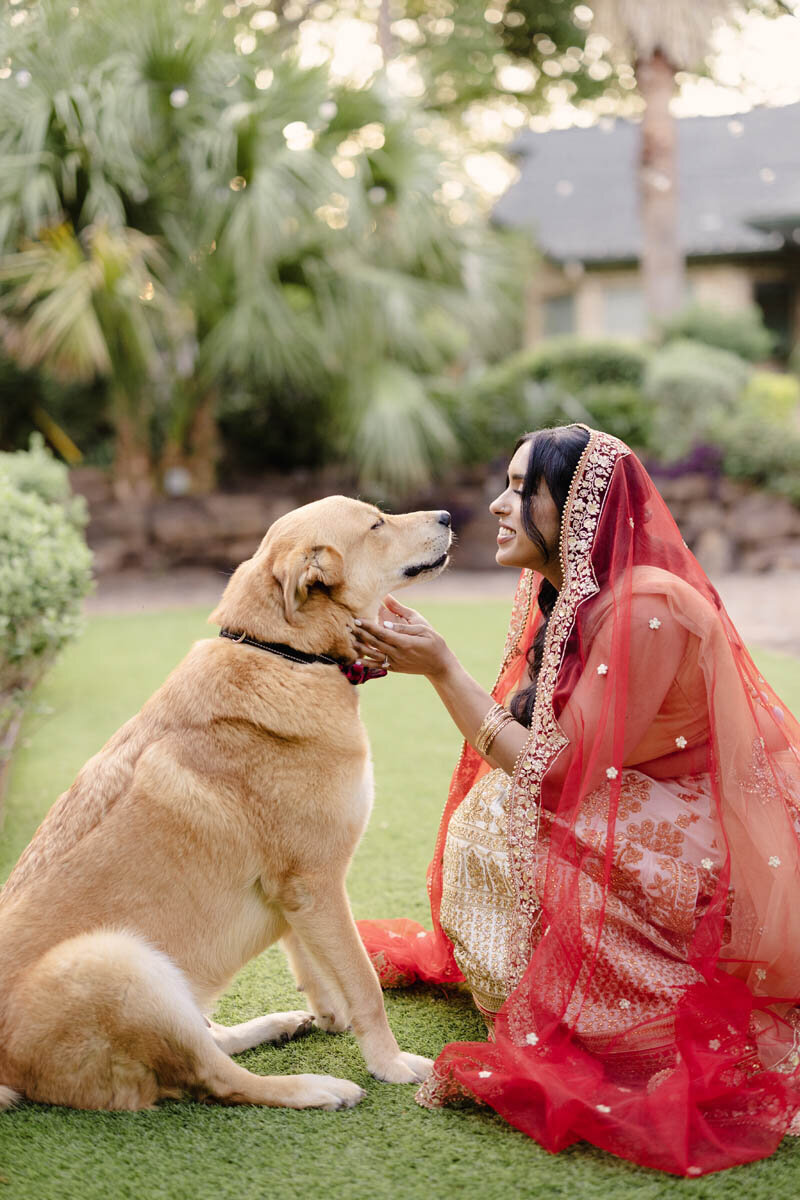 indian-bride-golden-retriever