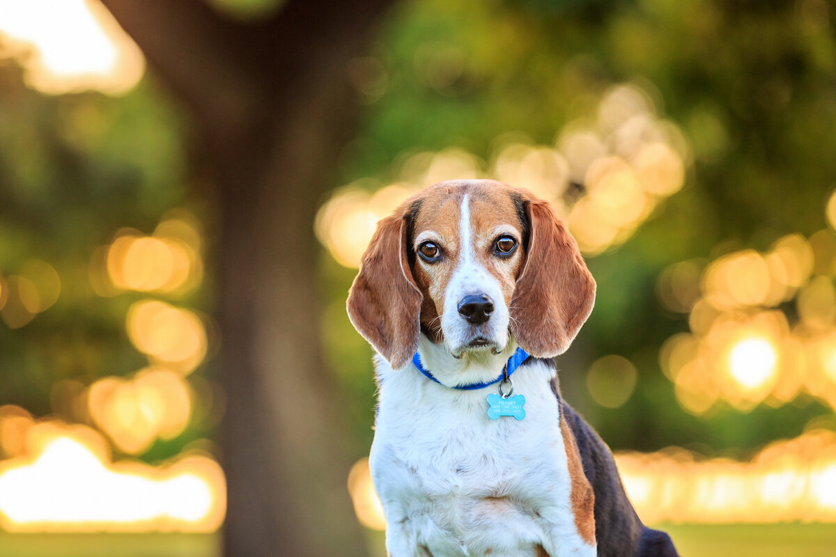 Hawaii Senior Dog Photography-19
