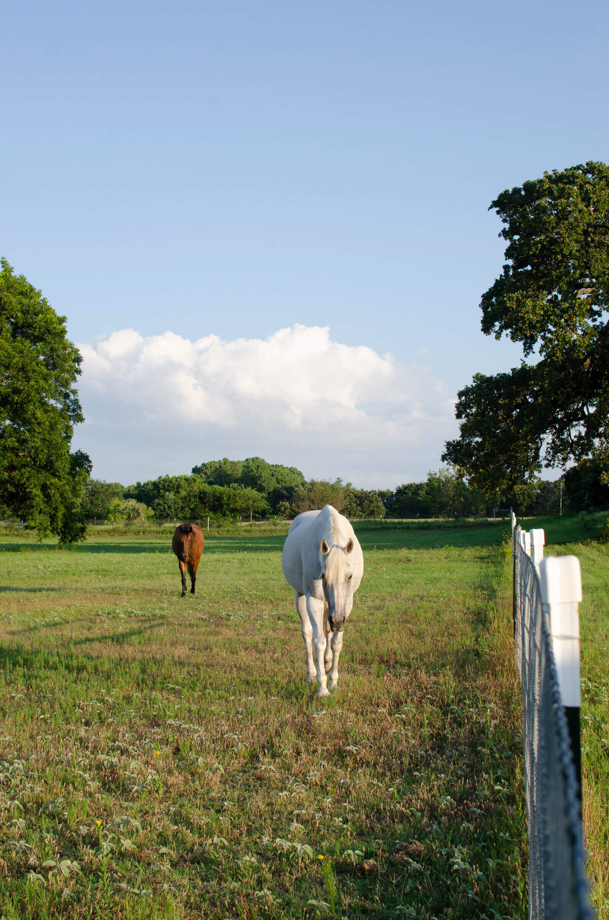 Hunter Jumper horses grazing in Texas pasture