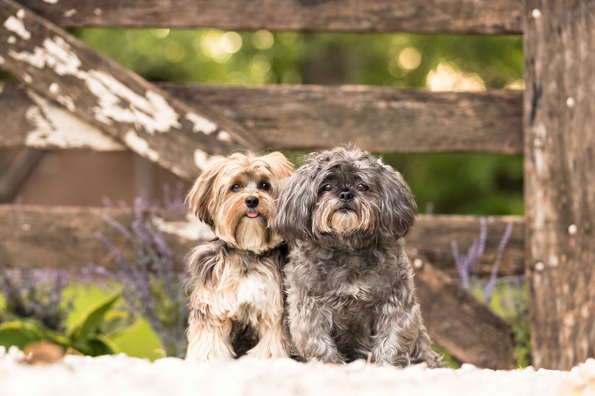 2-small-dogs-in-front-of-a-gate-2000px