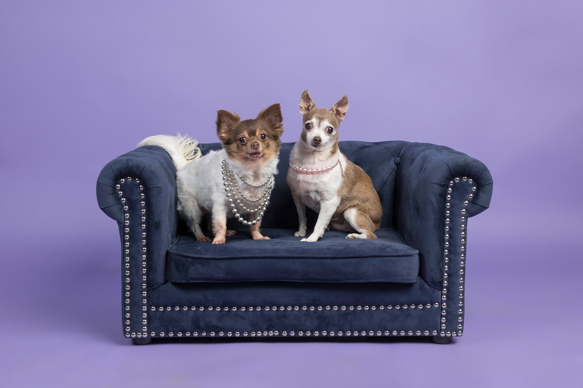 Pet photos studio Cleveland Ohio--36