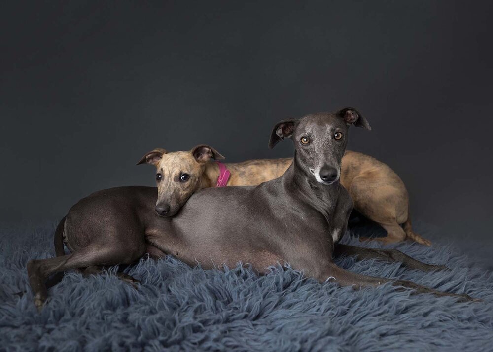 PETS_WHIPPETPUPPYDOGSMOTHERANDBABY