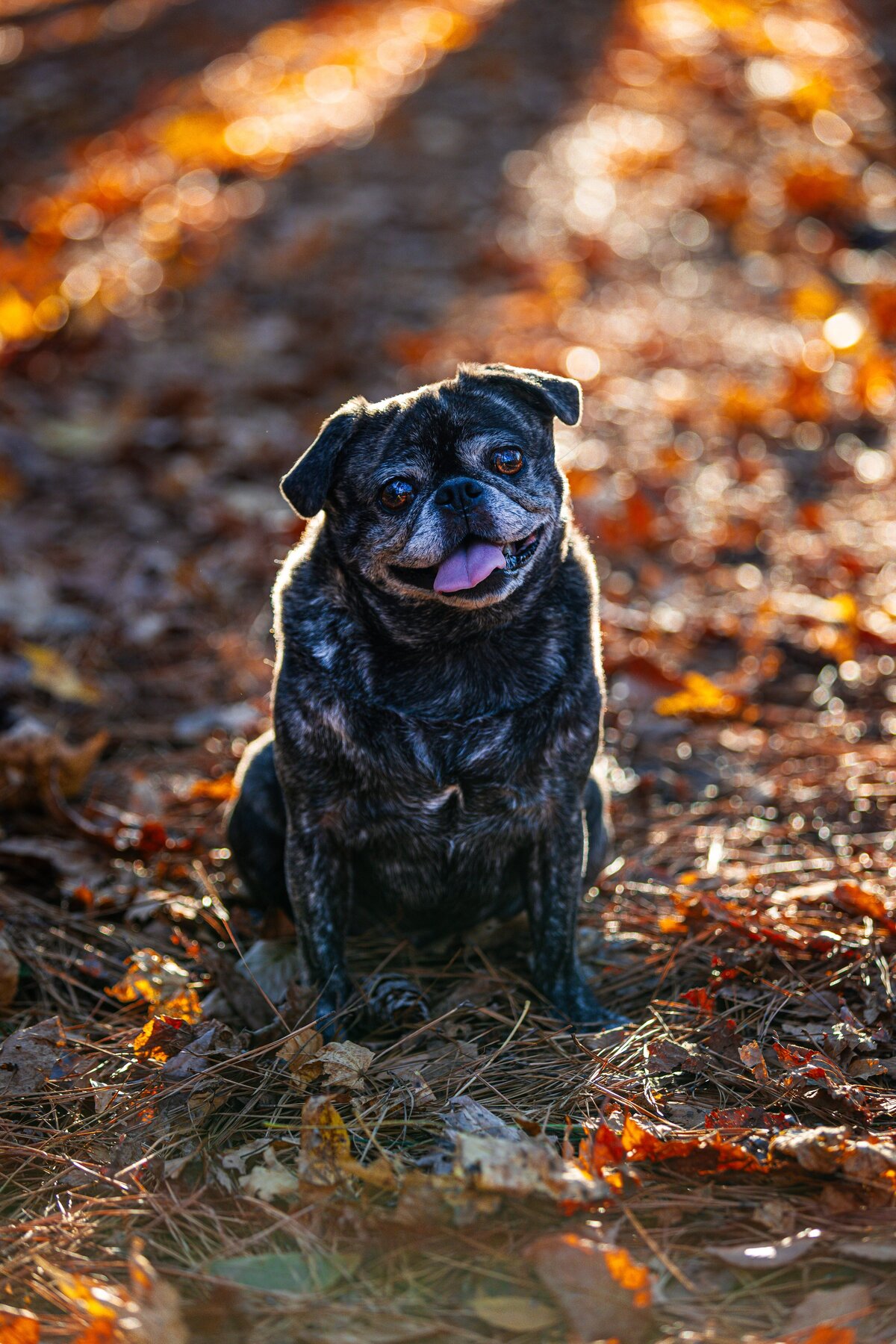 A brindle pug smiling sitting on fall leaves in Durham, North Carolina.