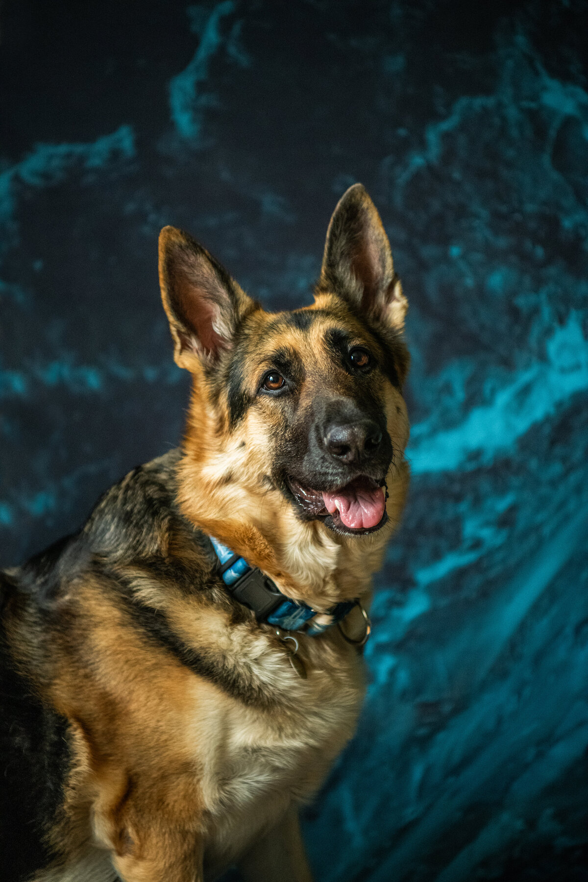 German Shepherd portrait with a blue background achieved with travel studio. Captured during a pet session in Duluth, MN with Joanna of Paddle Paws Photography.