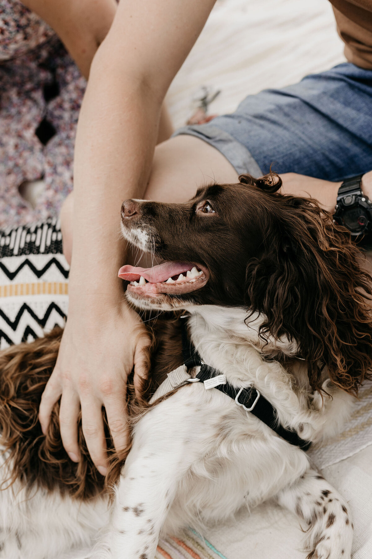 Close-up van hond tijdens gezinsshoot in Drenthe