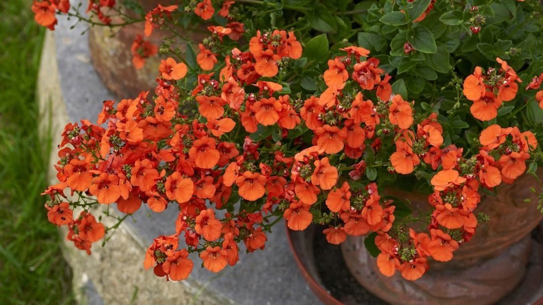 ostruhatka-diascia-1100x618