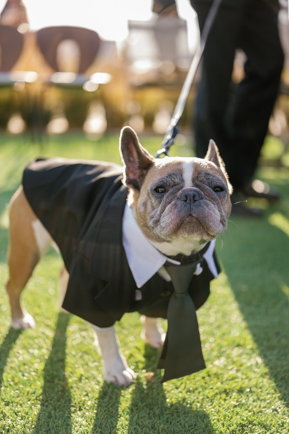french bulldog as part of luxury destination wedding bridal party in napa valley california