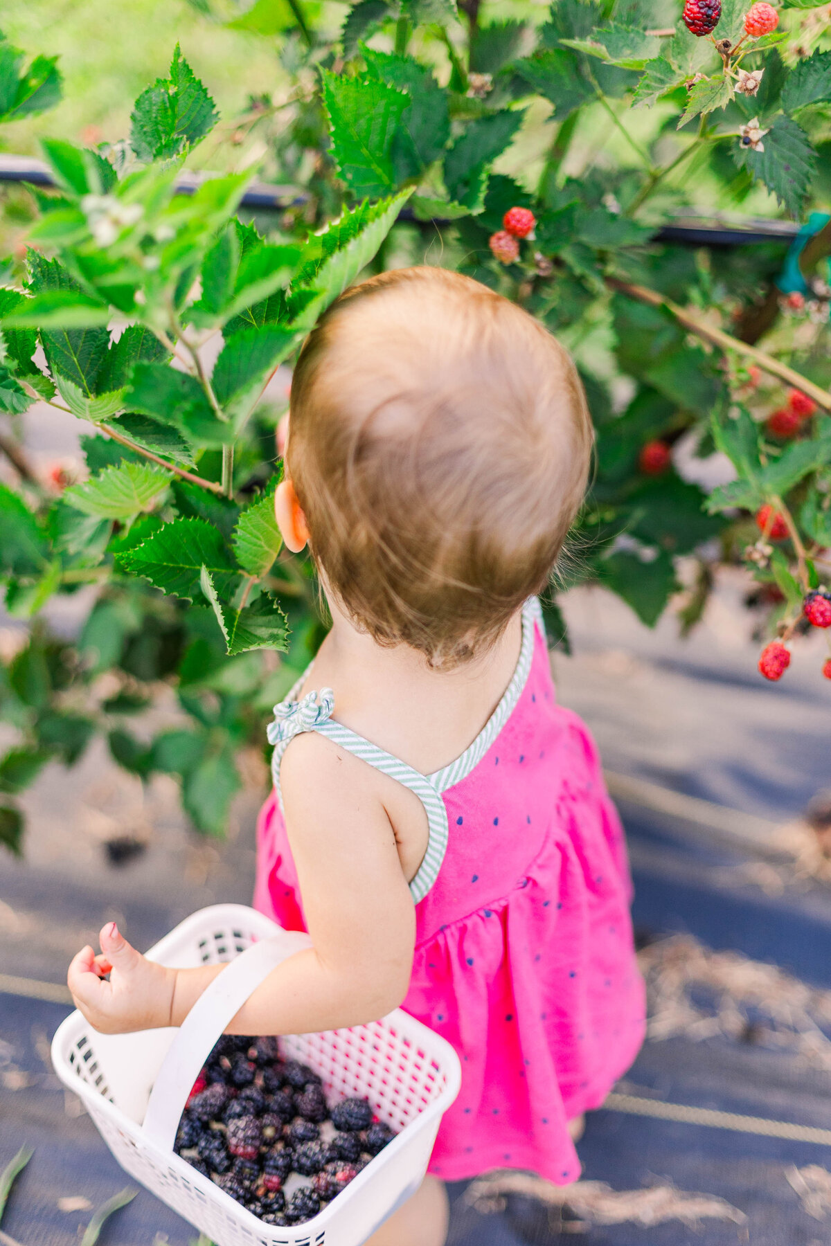berrypickin-35