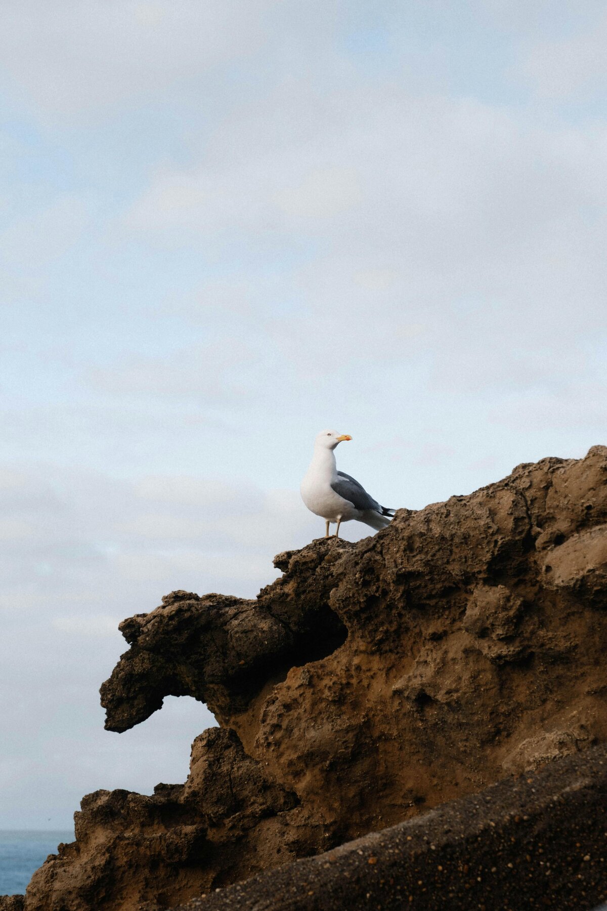pexels-matreding-23105899