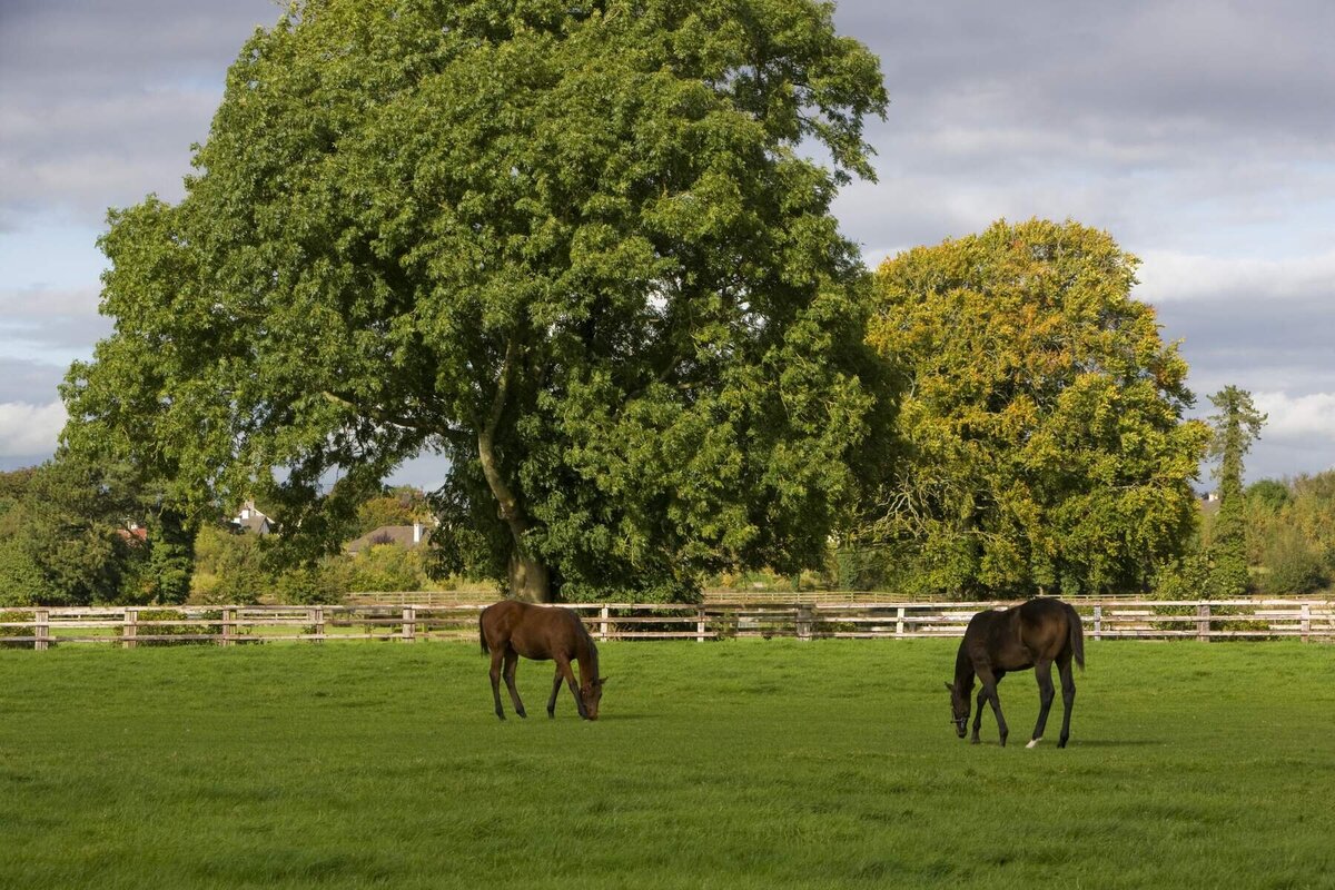 National Stud and Gardens_Web Size