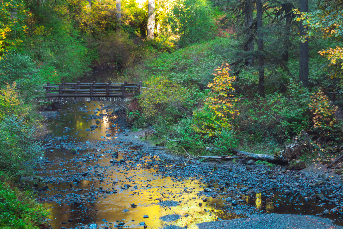 forest_stream_0038
