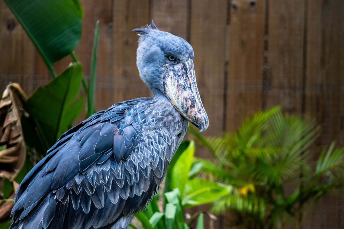 shoebill-stork-9823bda9-2500