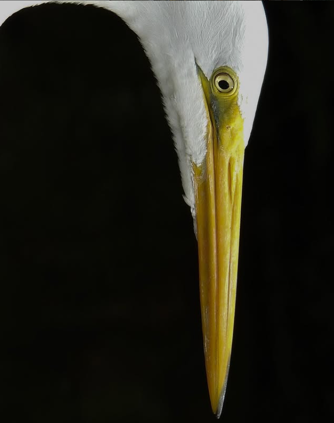 egret